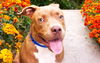 adoptable Dog in Fort Lauderdale, FL named REGINALD