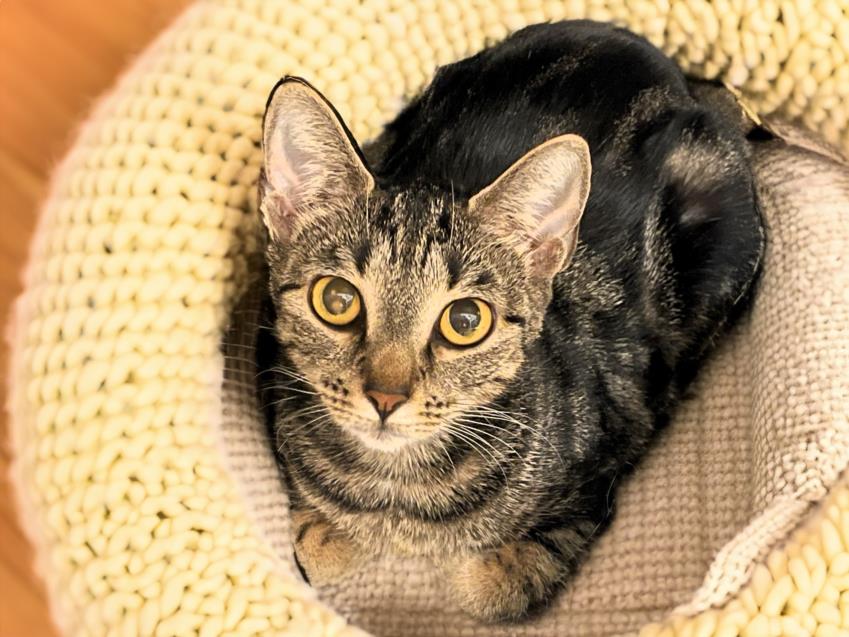 adoptable Cat in Fort Lauderdale, FL named MINNIE