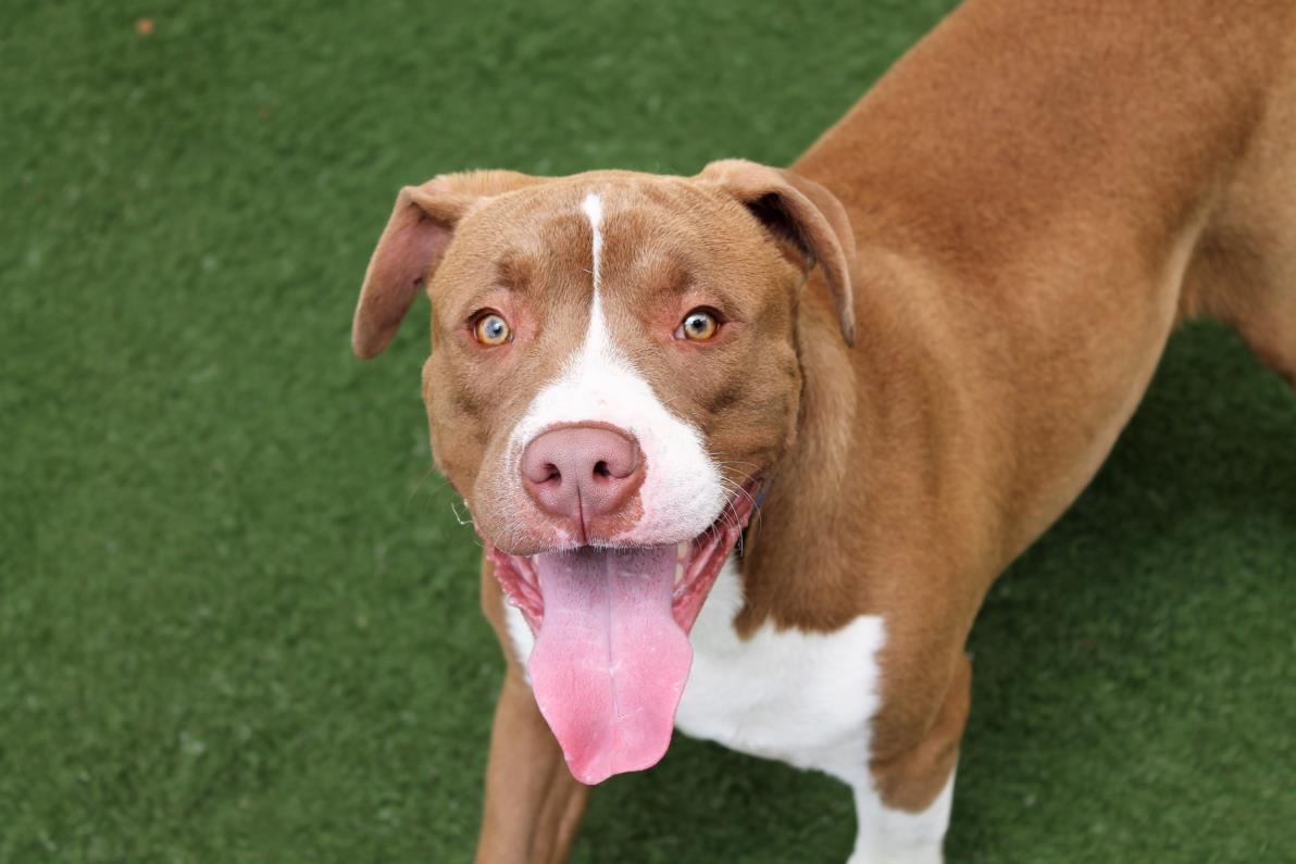 adoptable Dog in Fort Lauderdale, FL named PABLO