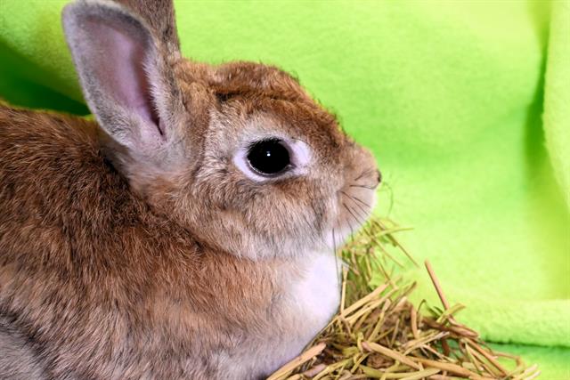 adoptable Rabbit in Fort Lauderdale, FL named SAGE