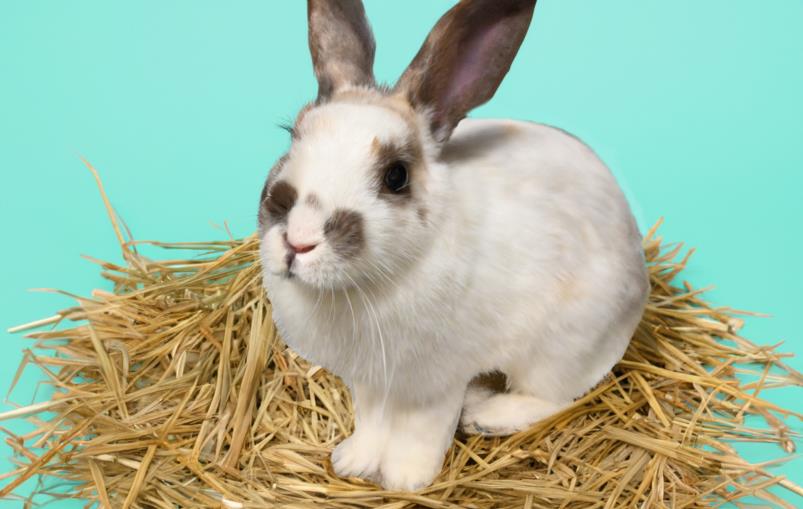 adoptable Rabbit in Fort Lauderdale, FL named FRANNY