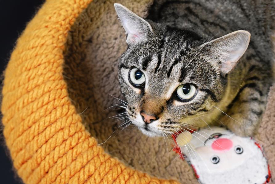 adoptable Cat in Fort Lauderdale, FL named STRAY NOT AVAILABLE