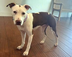 adoptable Dog in Fort Lauderdale, FL named STRAY NOT AVAILABLE