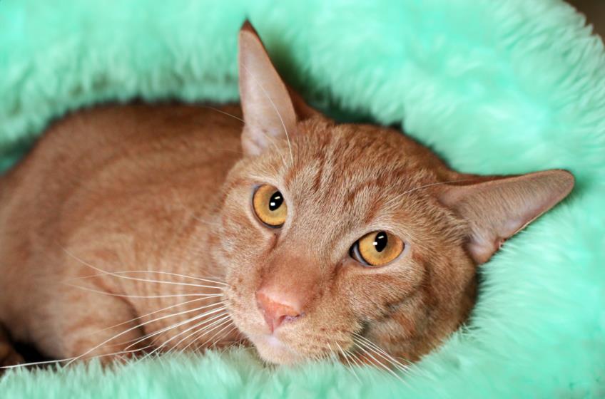 adoptable Cat in Fort Lauderdale, FL named SEBAS