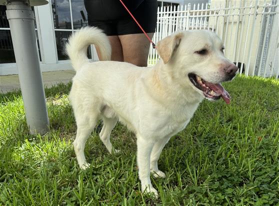 adoptable Dog in Fort Lauderdale, FL named STRAY NOT AVAILABLE