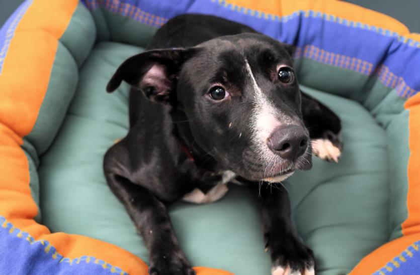 adoptable Dog in Fort Lauderdale, FL named TALIA