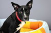 adoptable Dog in Fort Lauderdale, FL named DAHLIA