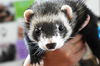 adoptable Ferret in  named REMY