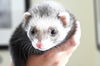 adoptable Ferret in  named STITCH