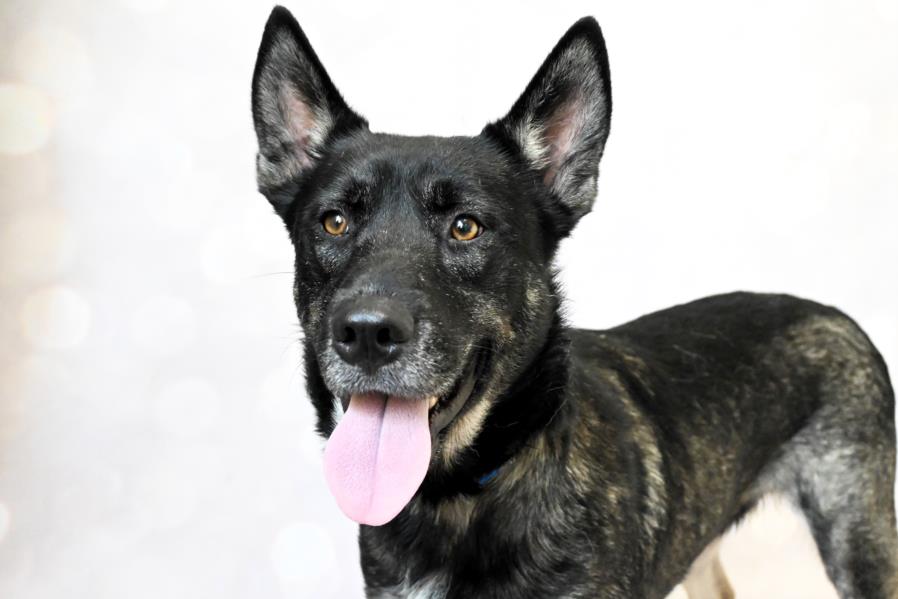 adoptable Dog in Fort Lauderdale, FL named PANDA