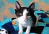 adoptable Cat in Fort Lauderdale, FL named SNOOPY