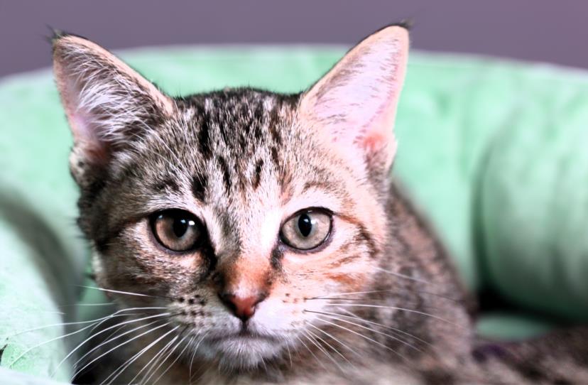 adoptable Cat in Fort Lauderdale, FL named ANNIE