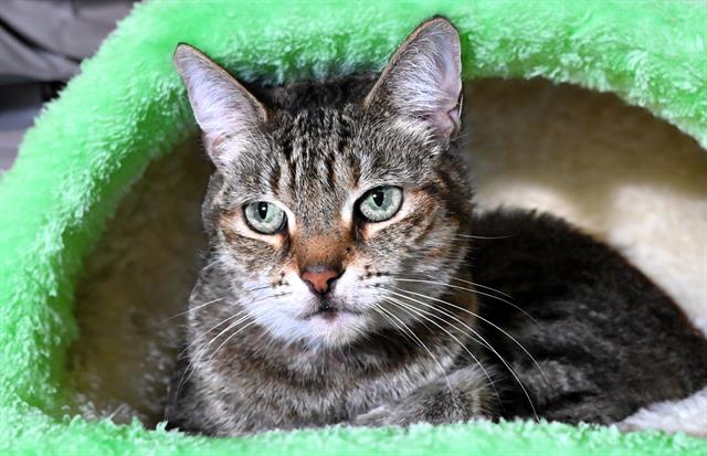 adoptable Cat in Fort Lauderdale, FL named ATHENA