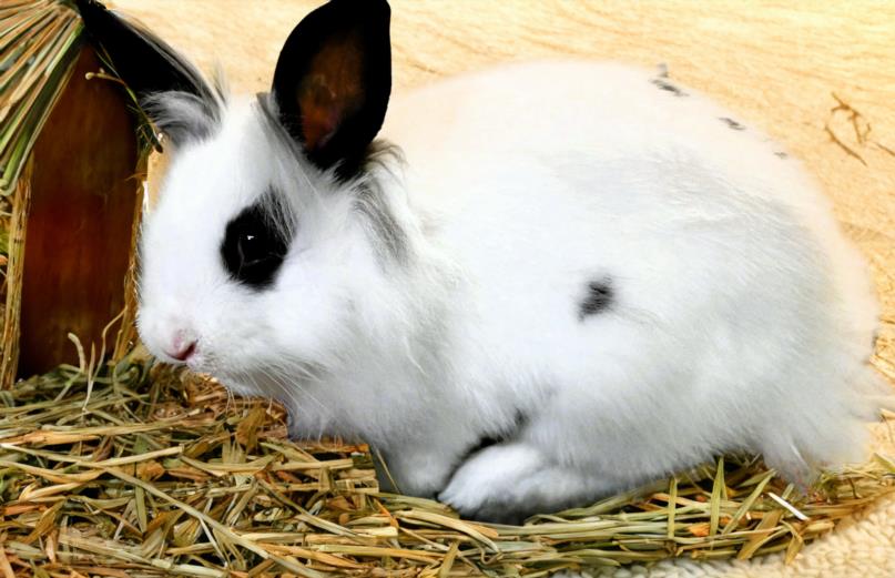 adoptable Rabbit in Fort Lauderdale, FL named AMY