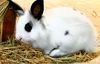 adoptable Rabbit in  named AMY