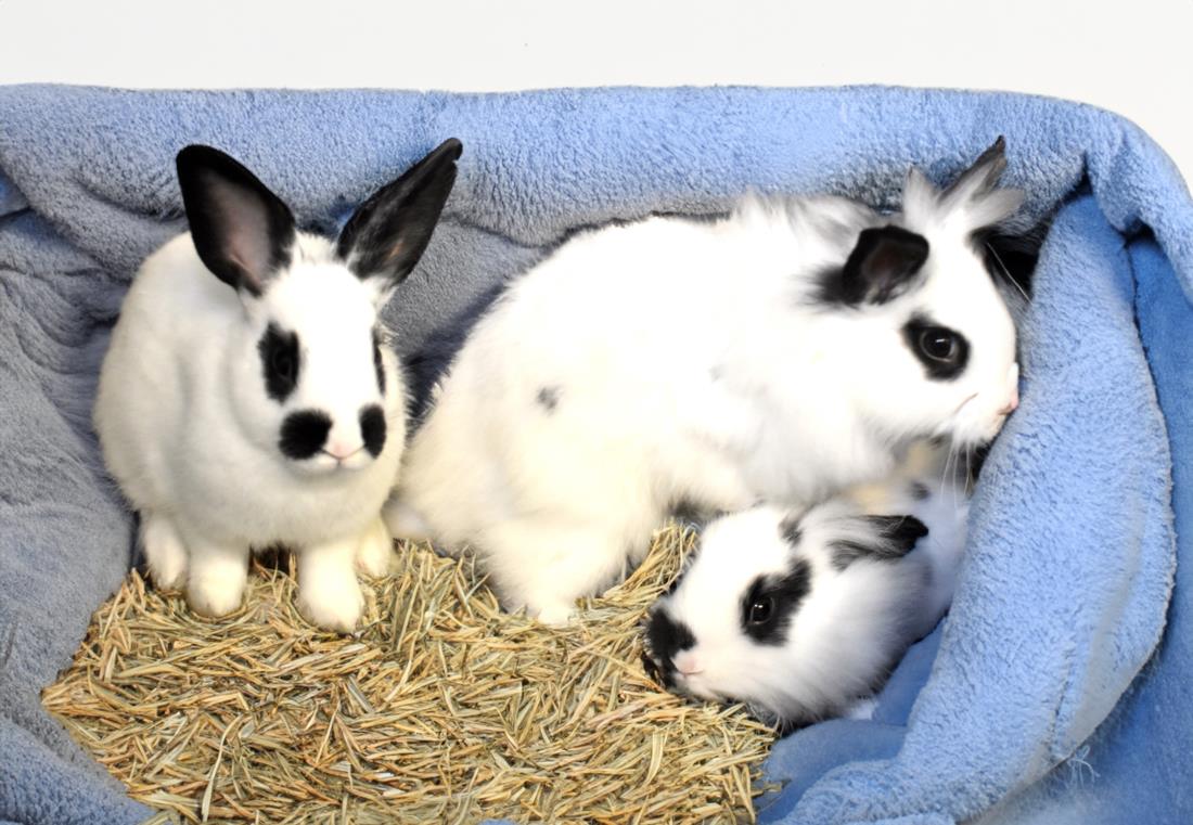 adoptable Rabbit in Fort Lauderdale, FL named FANCY PANTS