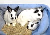 adoptable Rabbit in  named FANCY PANTS