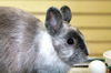 adoptable Rabbit in Fort Lauderdale, FL named MR. SNUFFLES