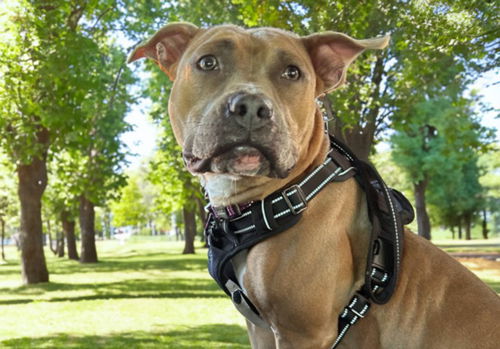 picture of the dog needing adoption