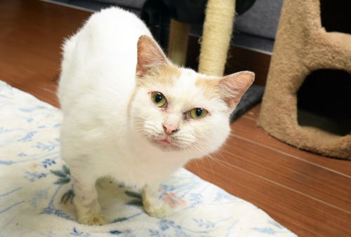 picture of the cat needing adoption
