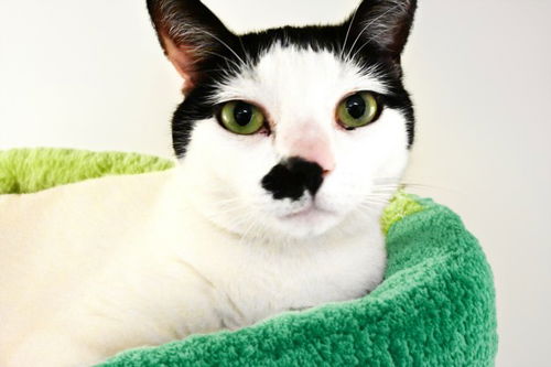 picture of the cat needing adoption