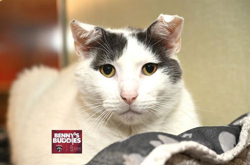 picture of the cat needing adoption