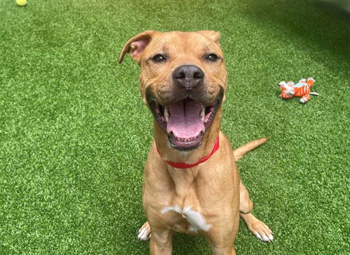picture of the dog needing adoption