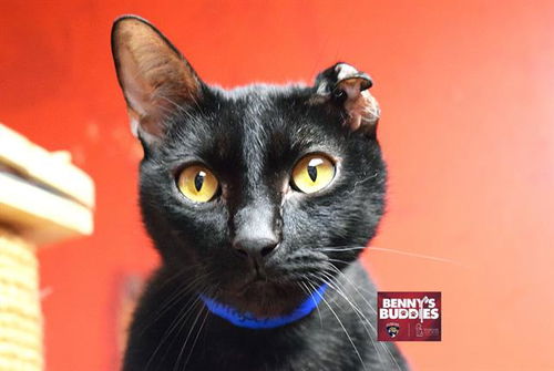 picture of the cat needing adoption