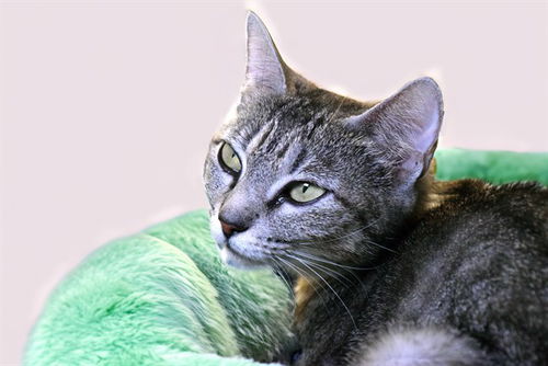 picture of the cat needing adoption