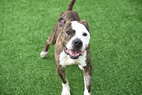 picture of the dog needing adoption