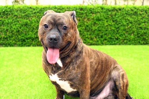 picture of the dog needing adoption