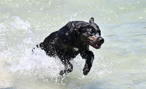 picture of the dog needing adoption