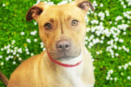 picture of the dog needing adoption