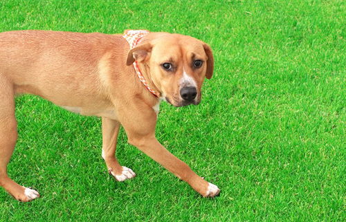 picture of the dog needing adoption