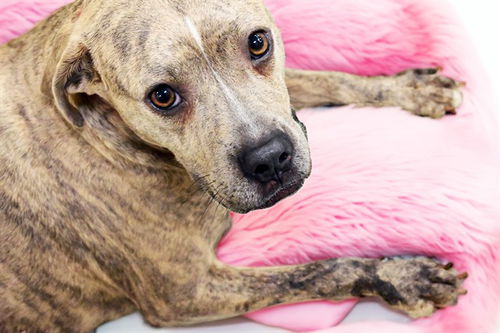 picture of the dog needing adoption