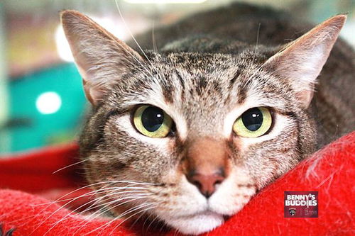 picture of the cat needing adoption