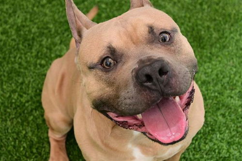picture of the dog needing adoption