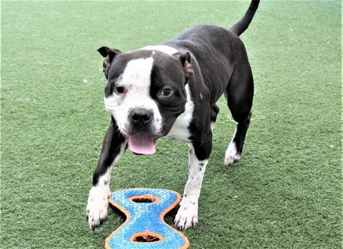 picture of the dog needing adoption