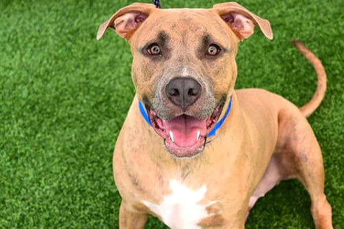 picture of the dog needing adoption