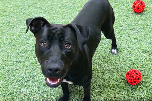 picture of the dog needing adoption