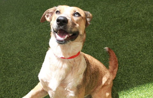 picture of the dog needing adoption