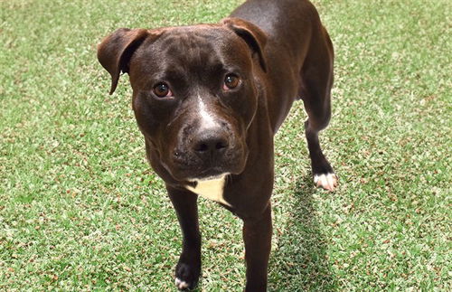 picture of the dog needing adoption
