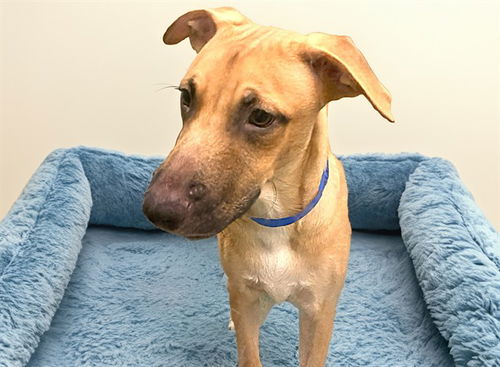 picture of the dog needing adoption