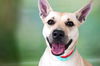 adoptable Dog in  named ROSITA