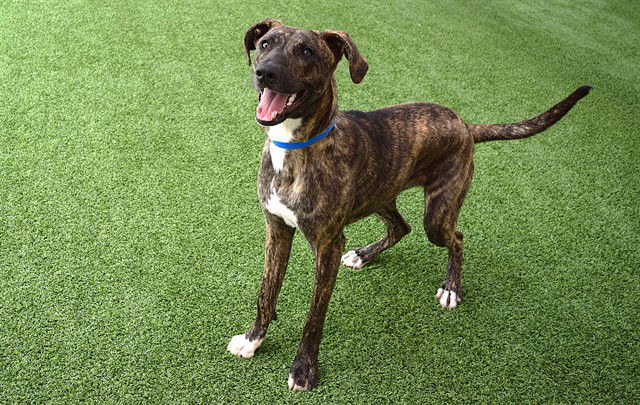 adoptable Dog in Fort Lauderdale, FL named CHURRO