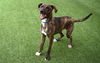 adoptable Dog in  named CHURRO