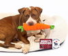 adoptable Dog in  named PEANUT