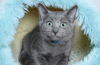 adoptable Cat in , FL named BILLY