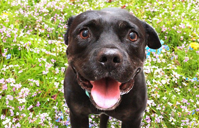 adoptable Dog in Fort Lauderdale, FL named TIANA