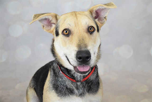 adoptable Dog in Fort Lauderdale, FL named SADIE